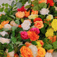 COLORFUL BACKDROP ARCH WEDDING